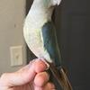 Tame Green Cheek Conure Babies