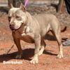 American bully adult females 