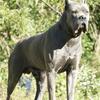 IMPORTLINES CANE CORSO UP FOR STUD- AKC CH BIG BLUE