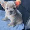 Lovely French Bulldog Puppies