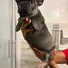 (AKC Registered )7mth Female French Bulldog