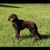 Toy poodle male