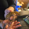Leopard Geckos 