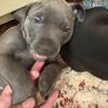 Free Free Free Puppy American Bully