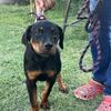 Female Rottweiler puppy