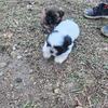 ADORABLE SHIH TZU PUPPIES!