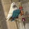 Albino And Blue Opaline Fischer Lovebirds