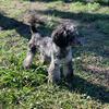 AKC Merle toy poodle For Stud 