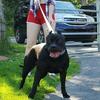 ACE, Black female American Bully,  4 yr