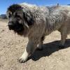 Caucasian shepherd