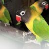 Love birds 