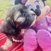 Shih tzu mix puppies 