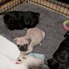 3 babies left *** Pug Puppies