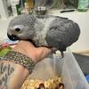 African grey