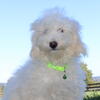 Mini Poodle AKC Male call or text 330-749-6480