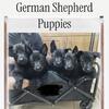 AKC German Shepherd puppies 