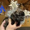 French bulldog puppy for sale
