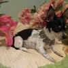 CKC Teacup Chihuahua Female