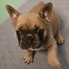 AKC Fluffy French Bulldog Puppies