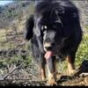 AKC Tibetan Mastiff