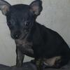 Female chihuahua puppy 