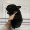 Flemish giant/ Silver Fox Bunny rabbits