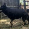 Nice 4.5 yr old Working line male/Stud