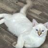 Purebred Balinese Kittens