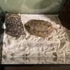 Turtles for sale 