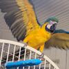 Blue and Gold Macaw Parrot - $2,500 (Charlotte)