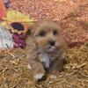 Maltipoo puppies for sale in Michigan at wrennspuppies.com