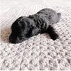 Toy Poodle  Cleopatra V Trypheana