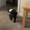 $500 Schnoodle Small bred Male Puppy