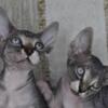 Sphynx kittens for adoption 