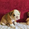 Male & Female English Bulldog Puppies For Sale