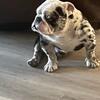 English Bulldog