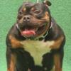 Adult female Micro American Bully  for sale