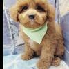 Bichpoo Puppies For Sale New York and New Jersey