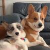 Corgi puppies 