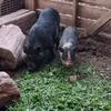 2 Female Pot Belly Pigs