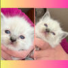 MORE AVAILABLE! “SOLD”  Reina’s kittens Kats Ravishing Ragdolls