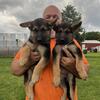 AKC German shepherd puppies 