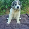 Great Pyrenees Puppies
