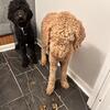 2 poodles male & female rehoming fee