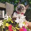Gorgeous TCA Registered Siamese Kittens Due August 8th