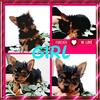Yorkie puppies looking for their furever home!