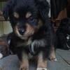 Pomapoo Mini Aussie Puppies. Parents 25lbs Smithfield VA Near All of Hampton Roads VA