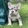 French bulldog 