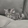 Maine Coon Kittens 
