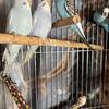 Baby Parakeets